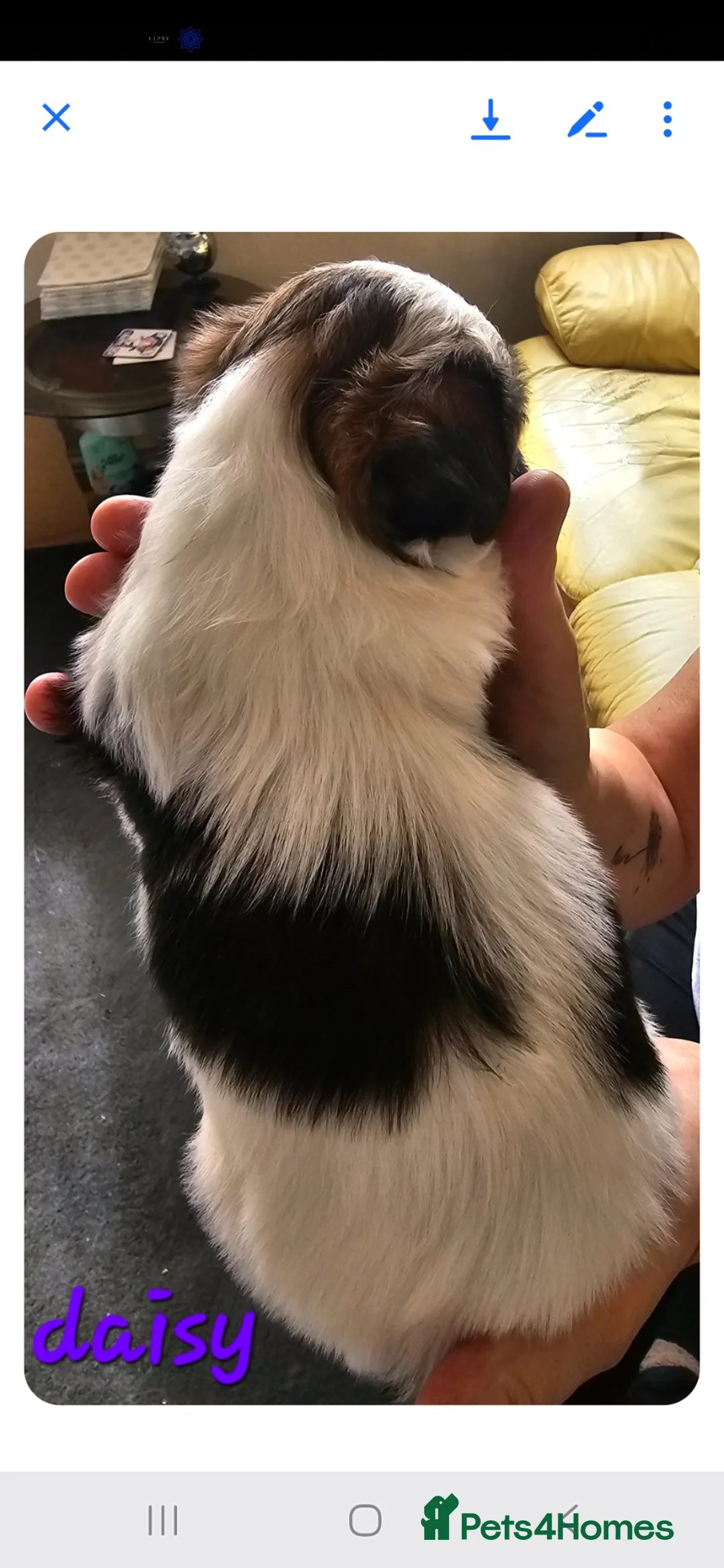 Mixed Breed dogs for sale: Puppies - Advert 2