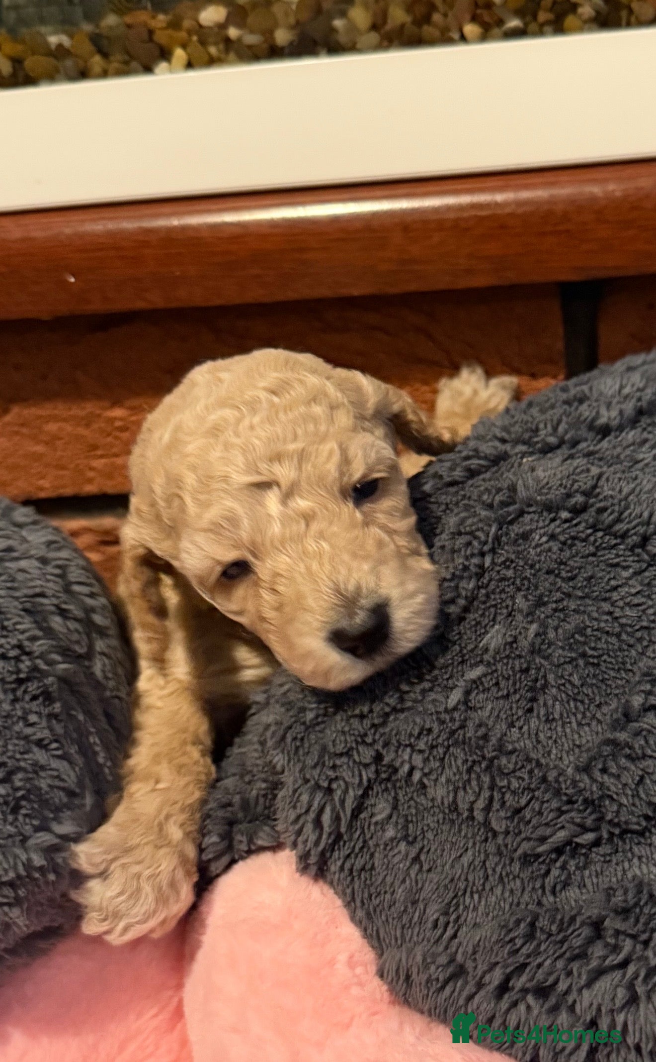 Cockapoo dogs Playful cockapoo’s  - Advert 2