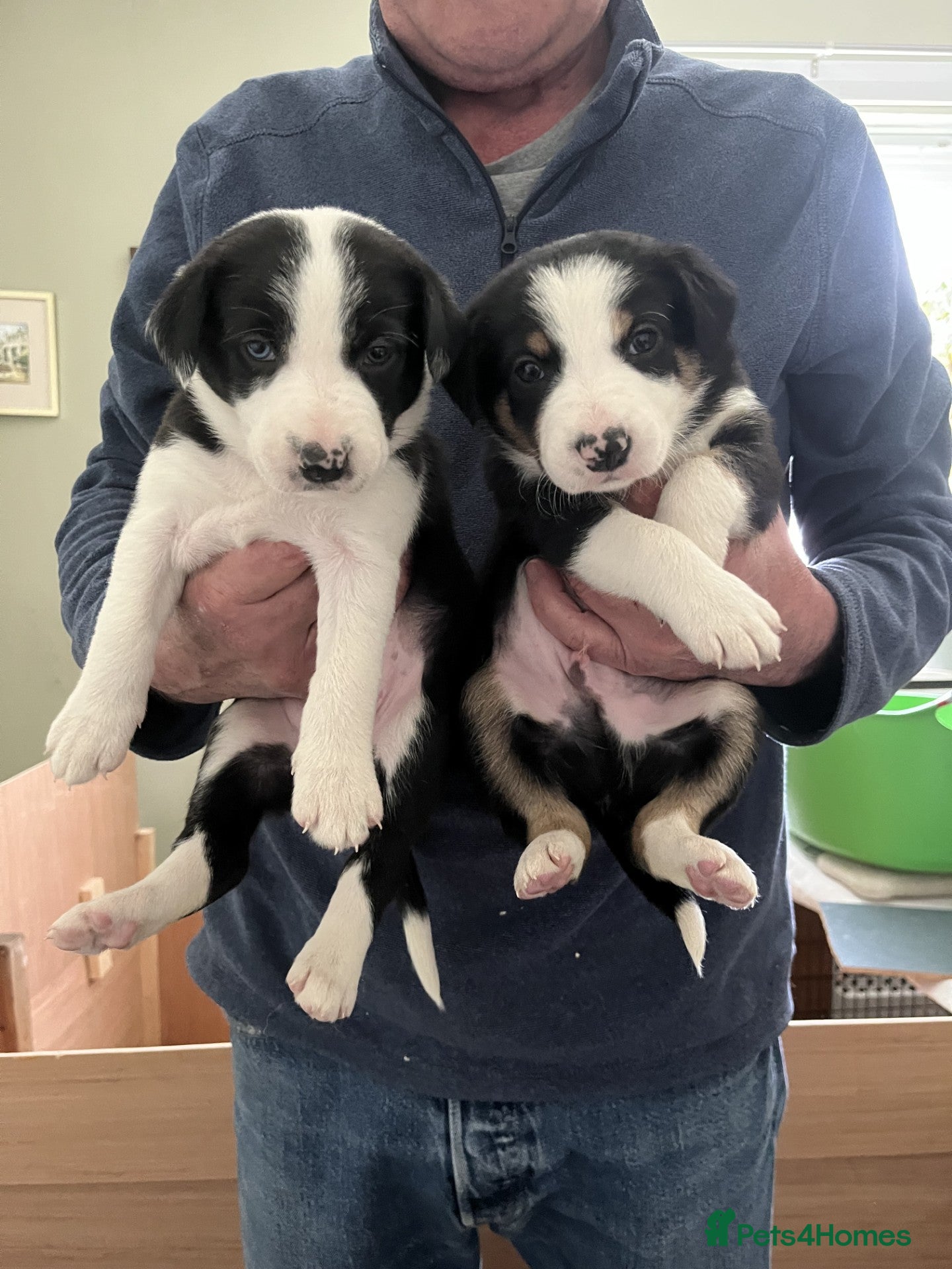 Border Collie dogs Puppies - Advert 9