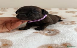Staffordshire Bull Terrier dogs for sale: Beautiful puppies staffordshire bull terier 🥰 - Image 26