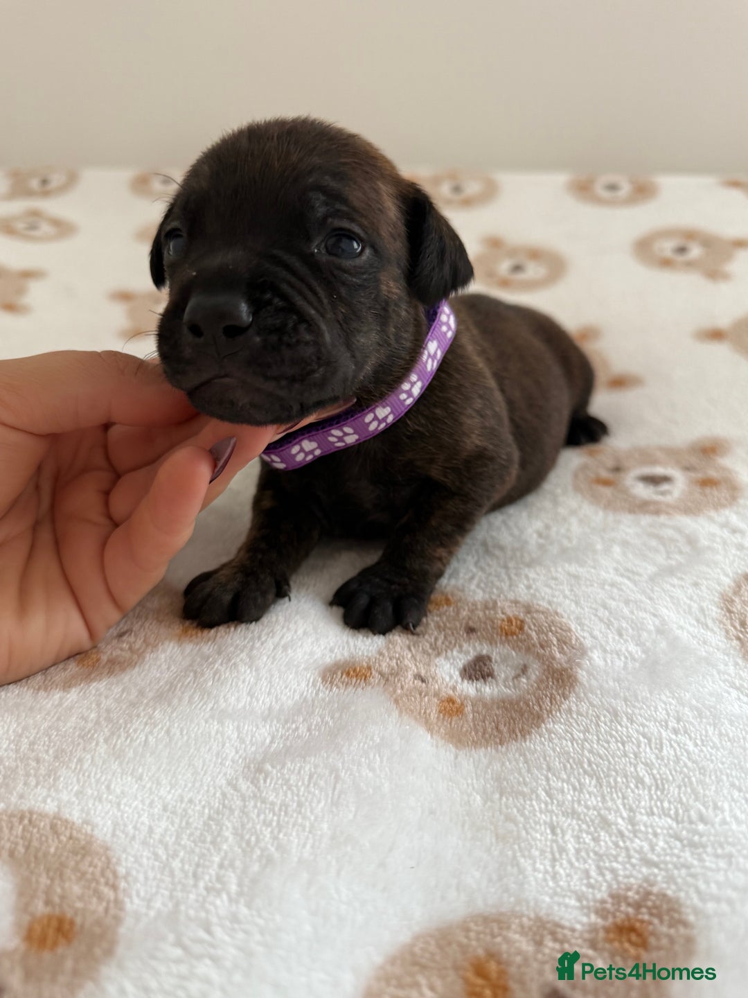 Staffordshire Bull Terrier dogs for sale: Beautiful puppies staffordshire bull terier 🥰 - Image 26