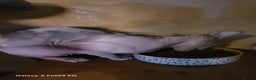 Sphynx cats for sale: Female spynx  - Advert 3