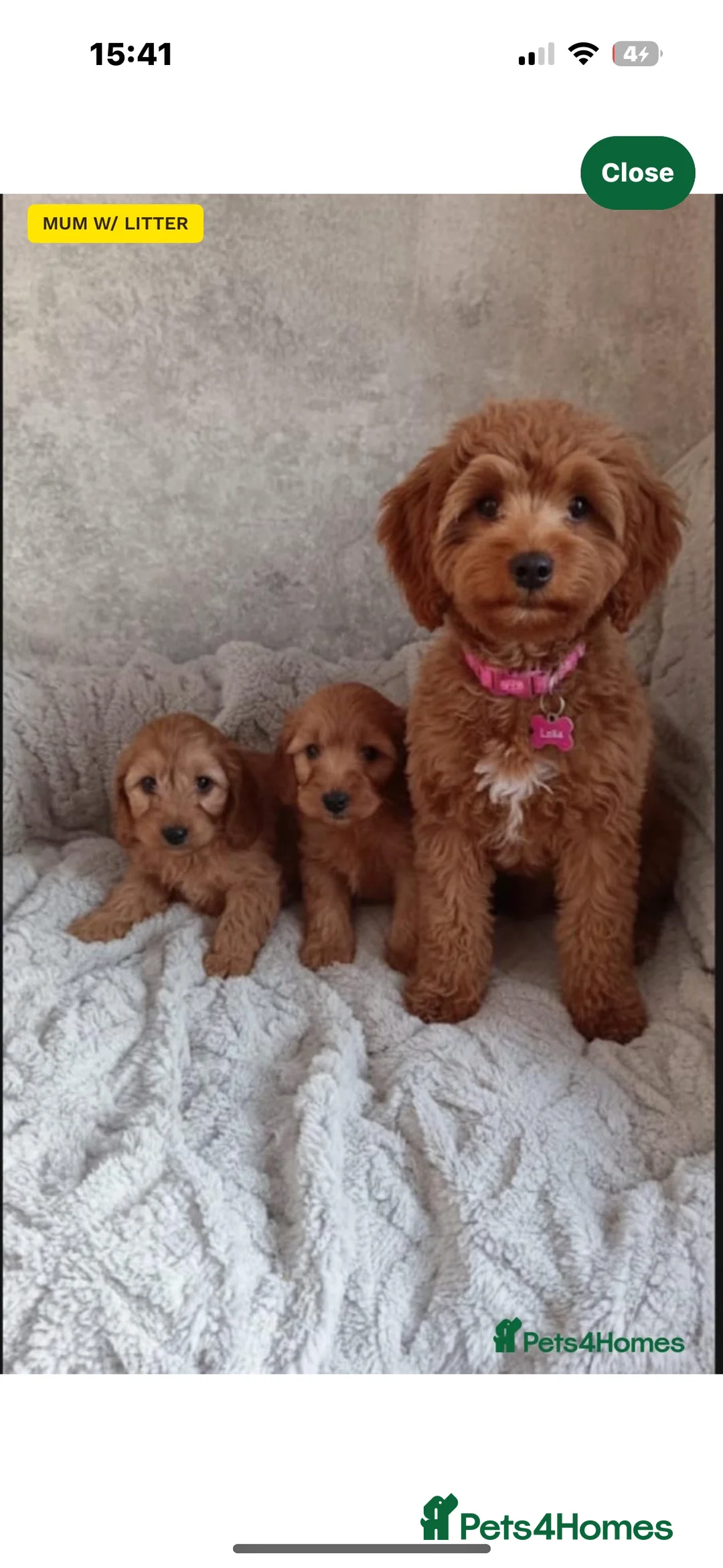 Cockapoo dogs for sale: Cockapoo  - Advert 5