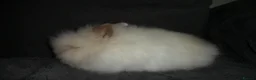 Lionhead rabbits for sale: BEAUTIFUL BABY DOUBLE MANE LIONHEAD RABBIT MALE in Southampton - Advert 2