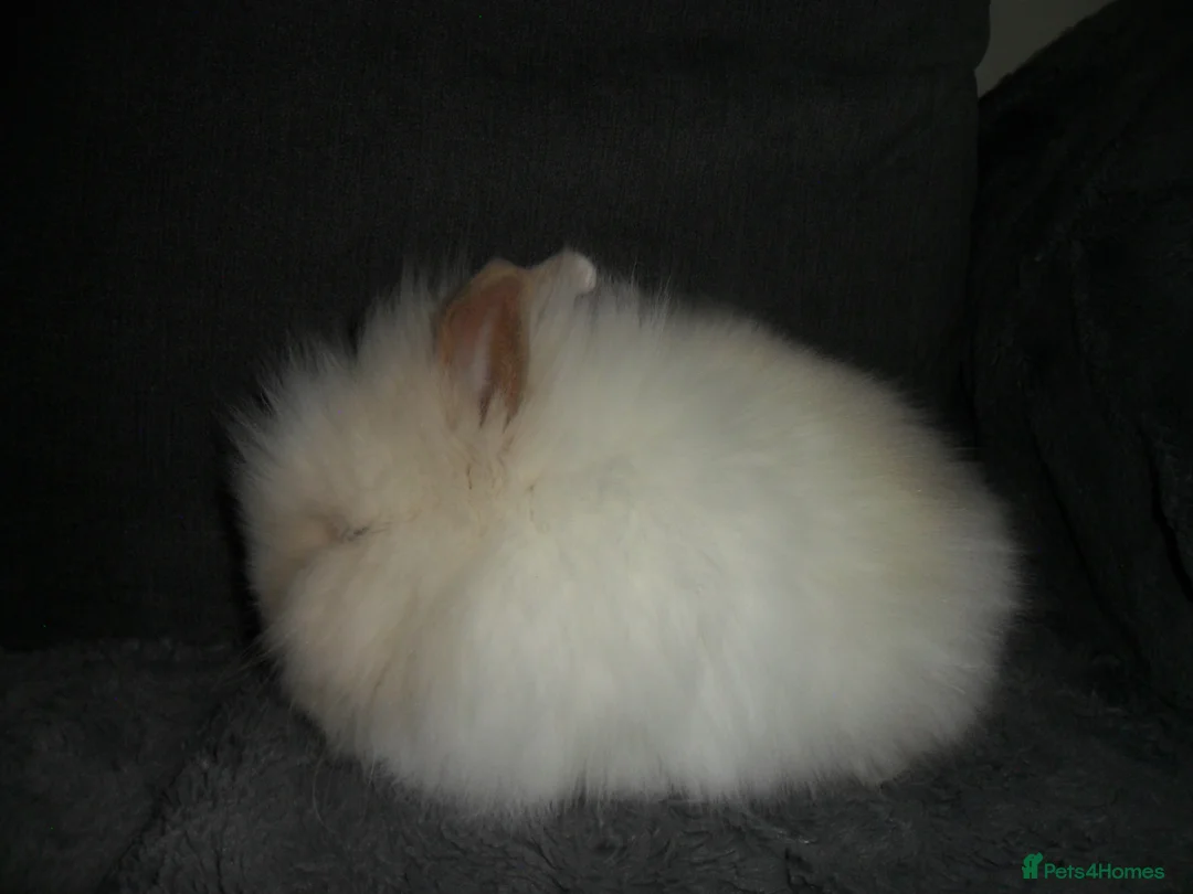 Lionhead rabbits for sale: BEAUTIFUL BABY DOUBLE MANE LIONHEAD RABBIT MALE in Southampton - Advert 2