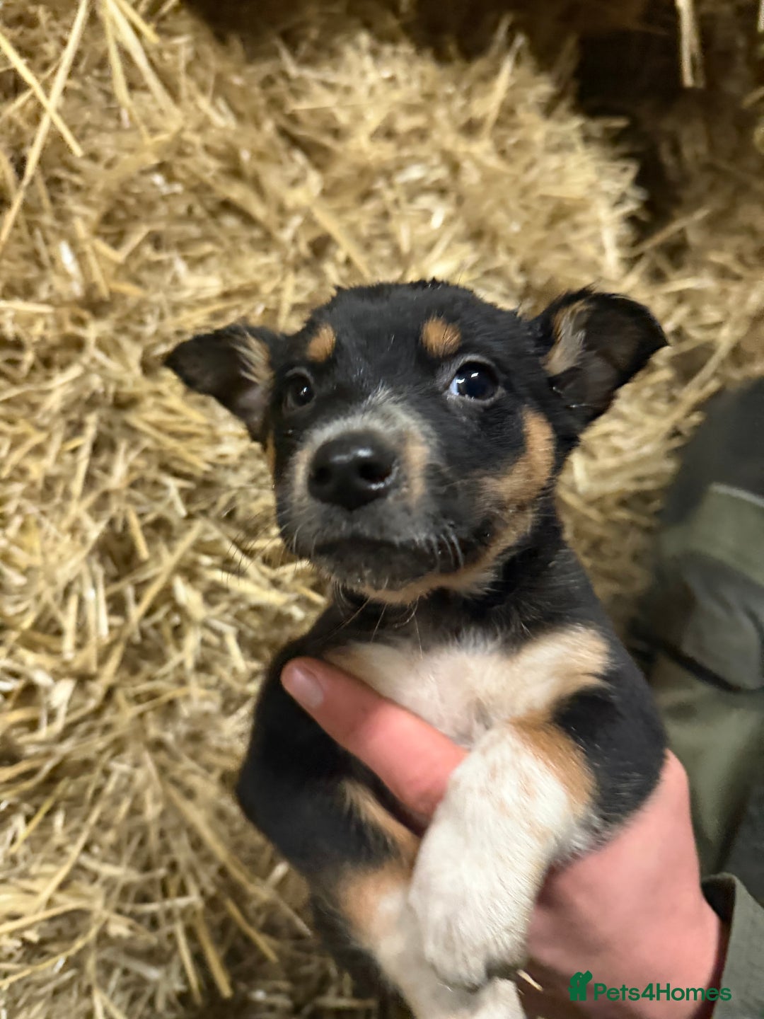 Mixed Breed dogs for sale: kelpie/blue heelers - Advert 32