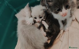 Mixed Breed cats for sale: Ragdoll X russian blue kittens - Image 15