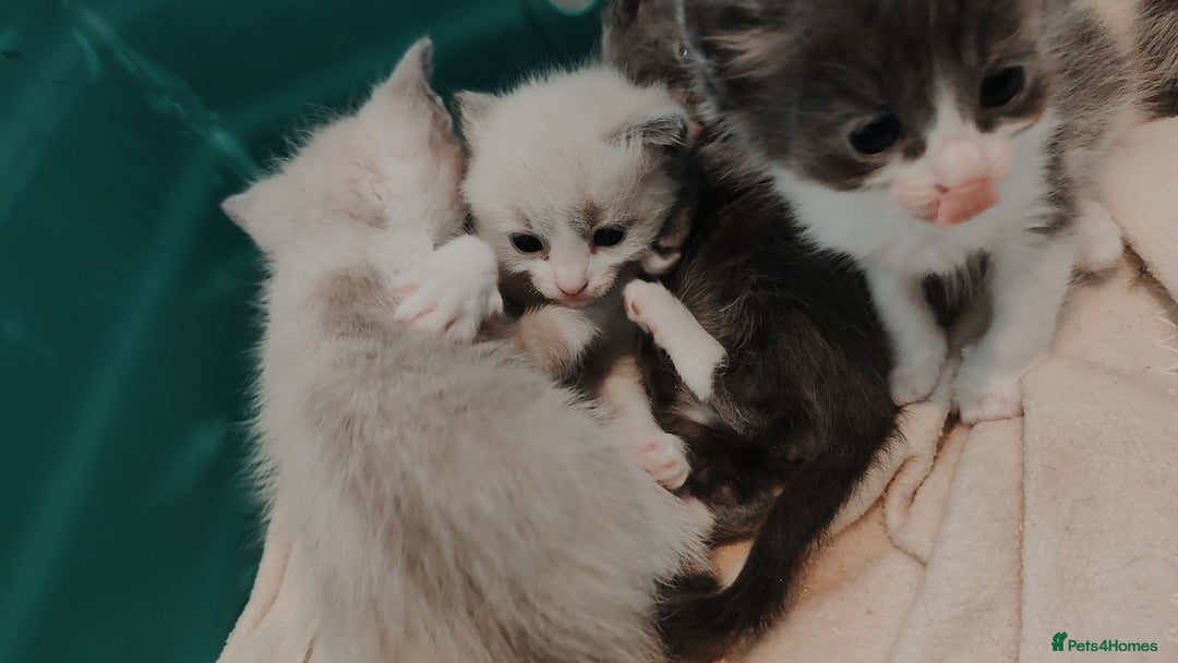 Mixed Breed cats for sale: Ragdoll X russian blue kittens - Image 15