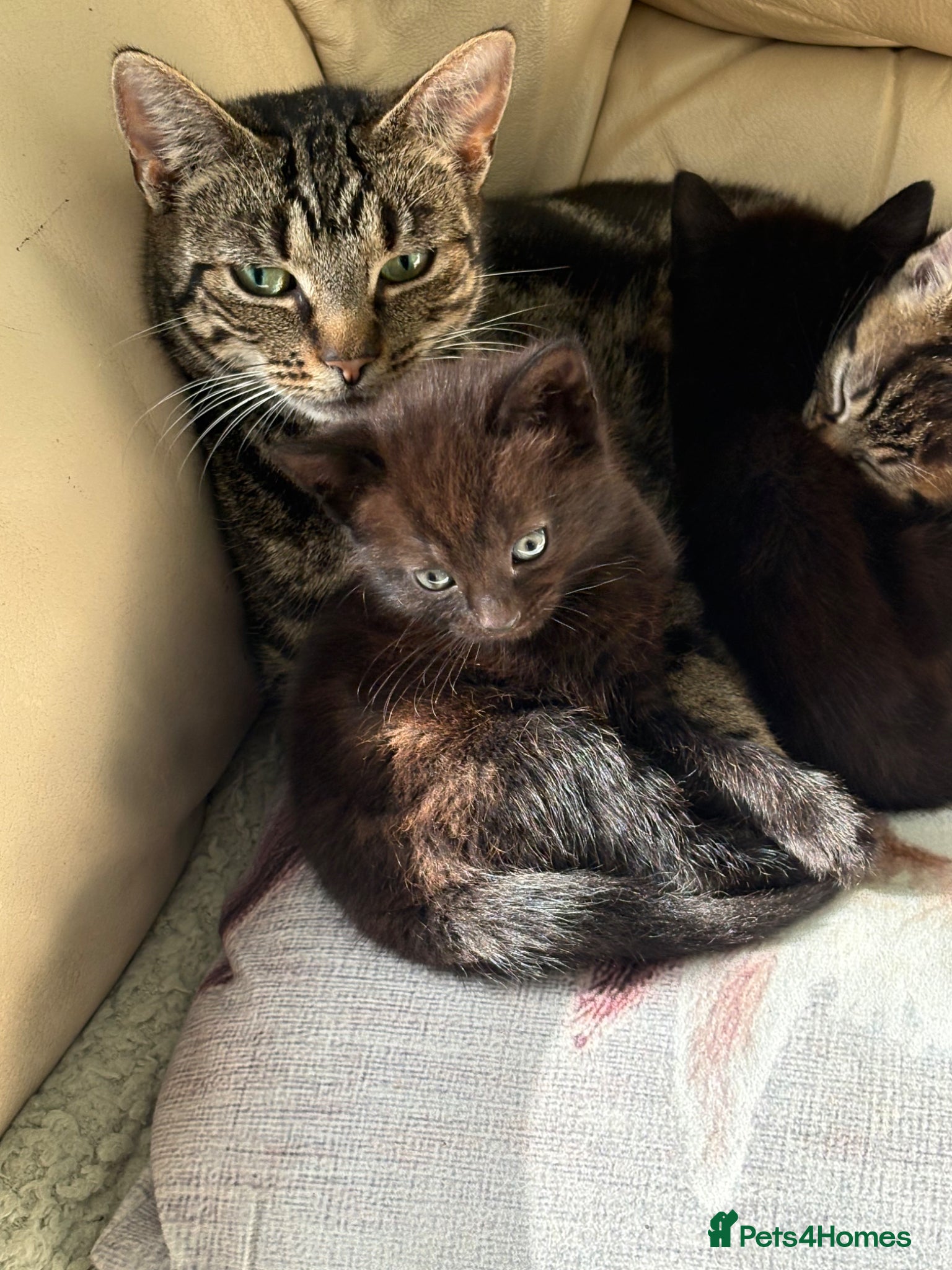 Mixed Breed cats 3 lovely little female kittens - Advert 1