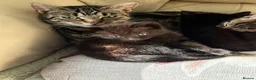 Mixed Breed cats for sale: 3 lovely little female kittens - Advert 1