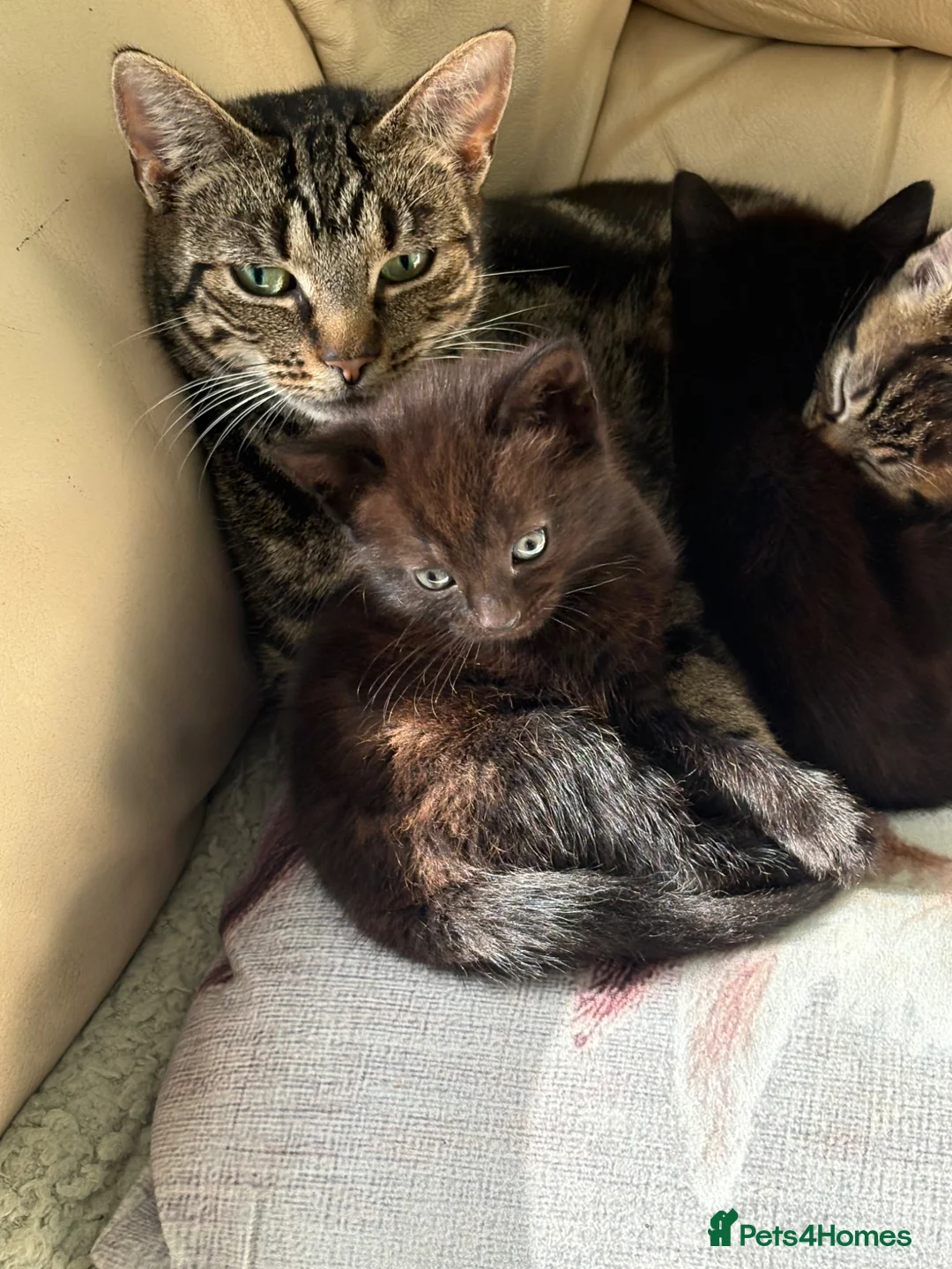 Mixed Breed cats for sale: 3 lovely little female kittens - Advert 1