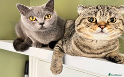 Scottish Fold cats for sale: Scottish Fold Pair ❤️ Must Stay Together! - Image 2