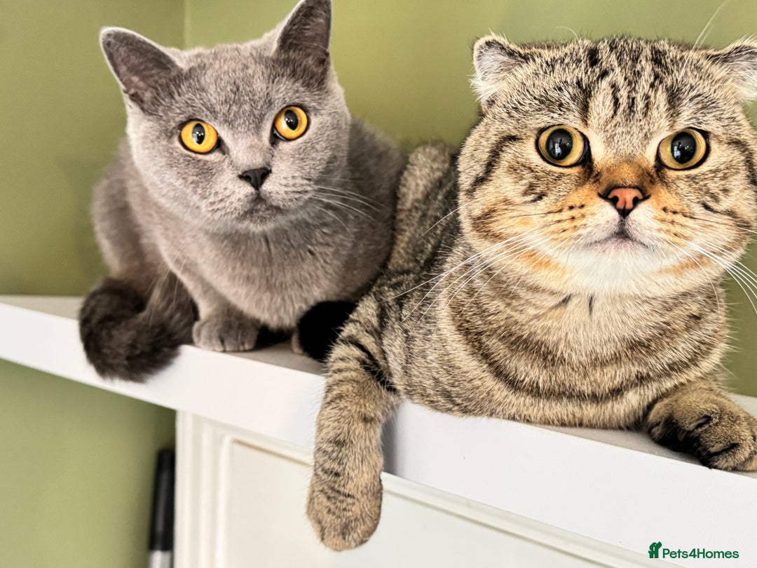 Scottish Fold cats for sale: Scottish Fold Pair ❤️ Must Stay Together! - Image 2