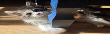 Kitten 2