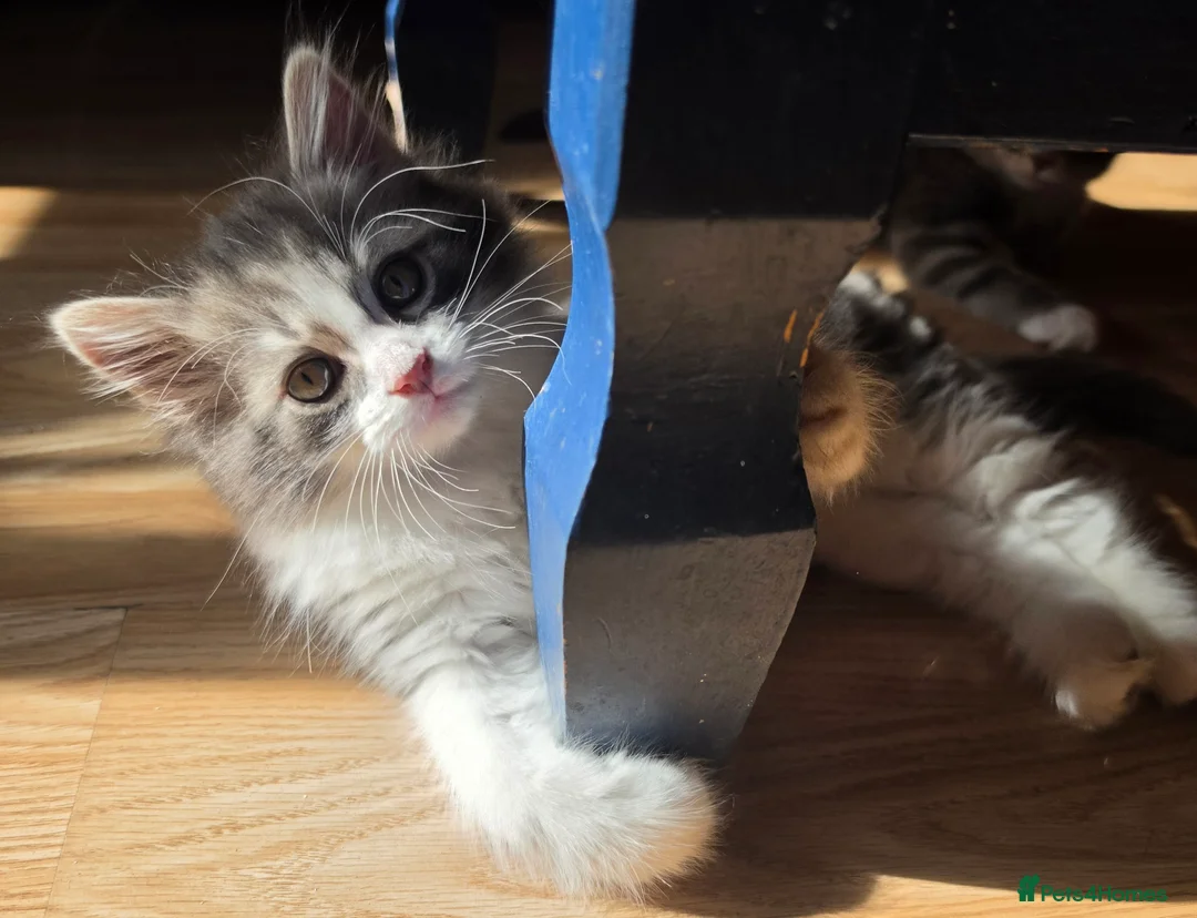 Domestic Shorthair cats for sale: 2 Beautiful kittens - Advert 2
