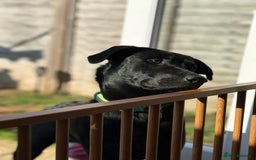 Labrador Retriever dogs for sale: 10 month Black Lab - Image 1