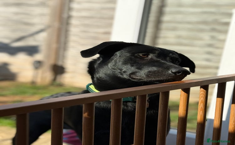 Labrador Retriever dogs - Advert 6