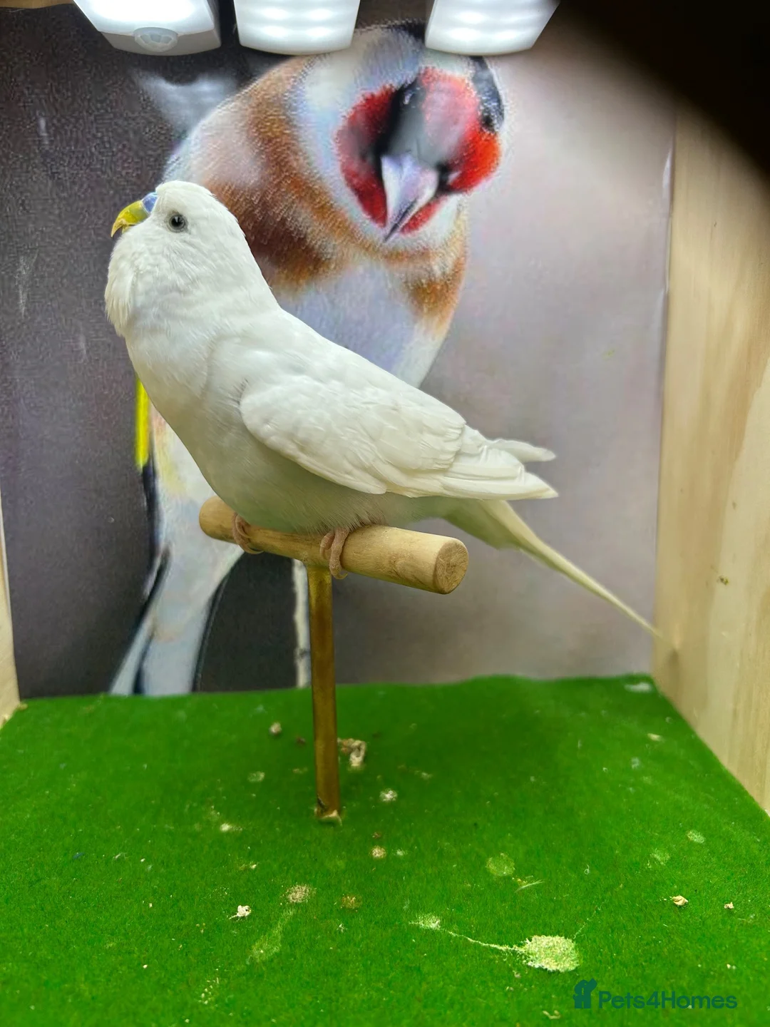Budgerigars birds for sale: Mixed budgies  - Advert 23