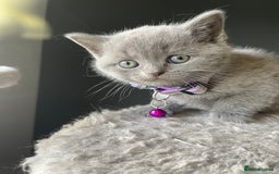 British Shorthair cats for sale: Female pure British shorthair kittens - Image 9