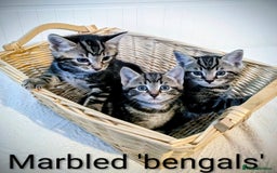 Bengal cats for sale: Beautiful Bengal x Mainecoon moggies - Image 2