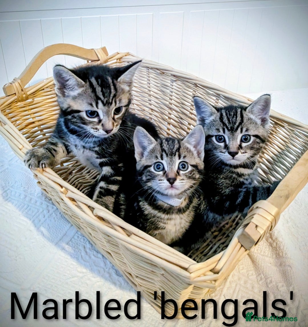 Bengal cats for sale: Beautiful Bengal x Mainecoon moggies - Image 2