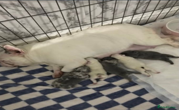 English Bulldog dogs - Advert 1