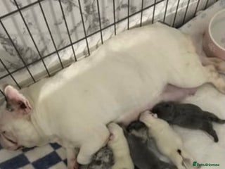 English Bulldog dogs for sale - Advert 1