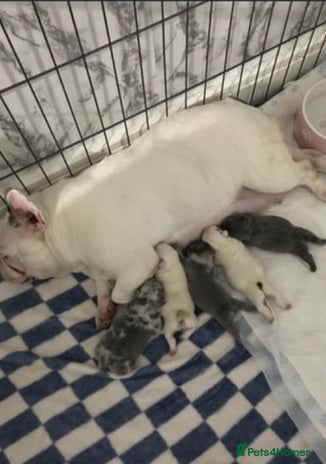 English Bulldog dogs - Advert 1