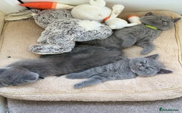 British Shorthair cats for sale: 🏡 Vaccinated Bsh kittens - GCCF parents - Image 11