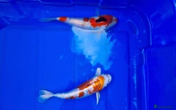 Koi Carp fish for sale: 8 to 10 inch Koi Carp mix pond fish in Chorley  - Image 4