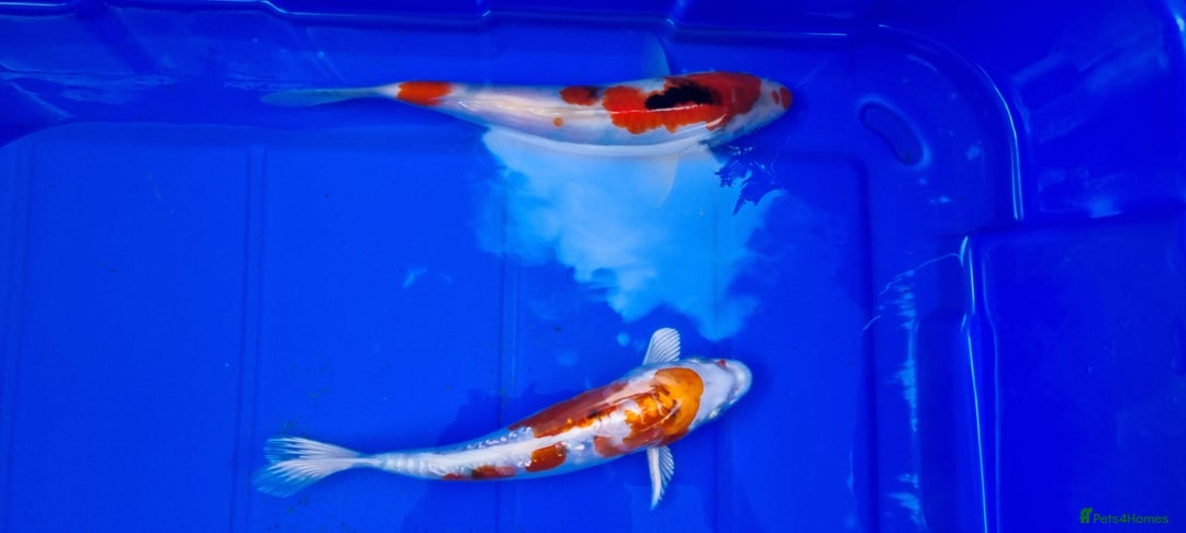 Koi Carp fish for sale: 8 to 10 inch Koi Carp mix pond fish in Chorley  - Image 4