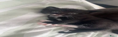 Mixed Breed Kitten 3