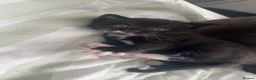 Mixed Breed cats for sale: 🐾 Adorable Male Kittens Looking for Loving Homes  - Advert 4