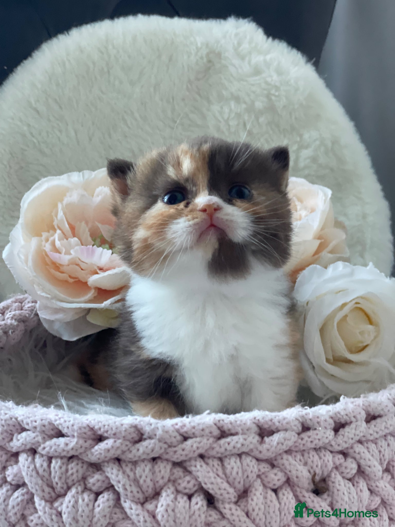 British Shorthair cats Champion Bloodline British Shorthair kittens  - Advert 2