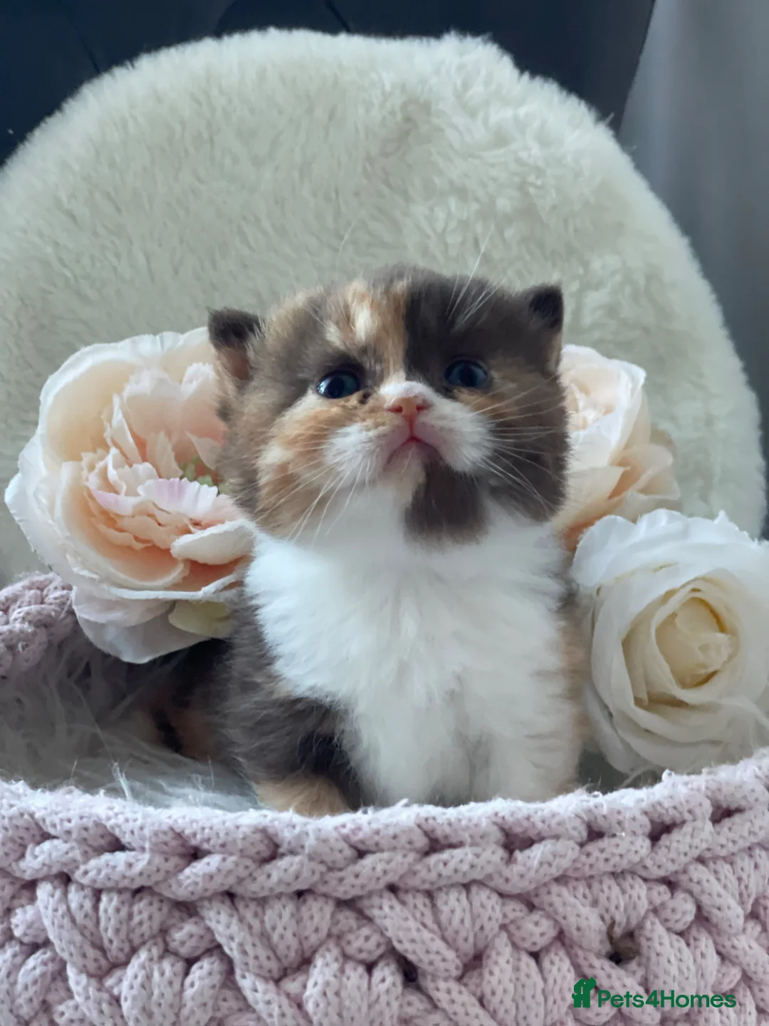British Shorthair cats for sale: Champion Bloodline British Shorthair kittens  - Advert 1