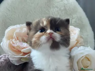 British Shorthair cats Champion Bloodline British Shorthair kittens - Advert 2