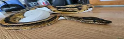 Python Snake reptiles for sale: FEMALE PIED 100% Het ALBINO 50% het CLOWN - Advert 4