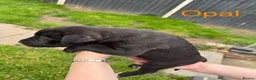 Mixed Breed dogs for sale: Stafford bull terrier cross lurcher in Chesterfield - Advert 11