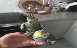 Cockatiels birds for sale: Pair cocktails  - Image 2
