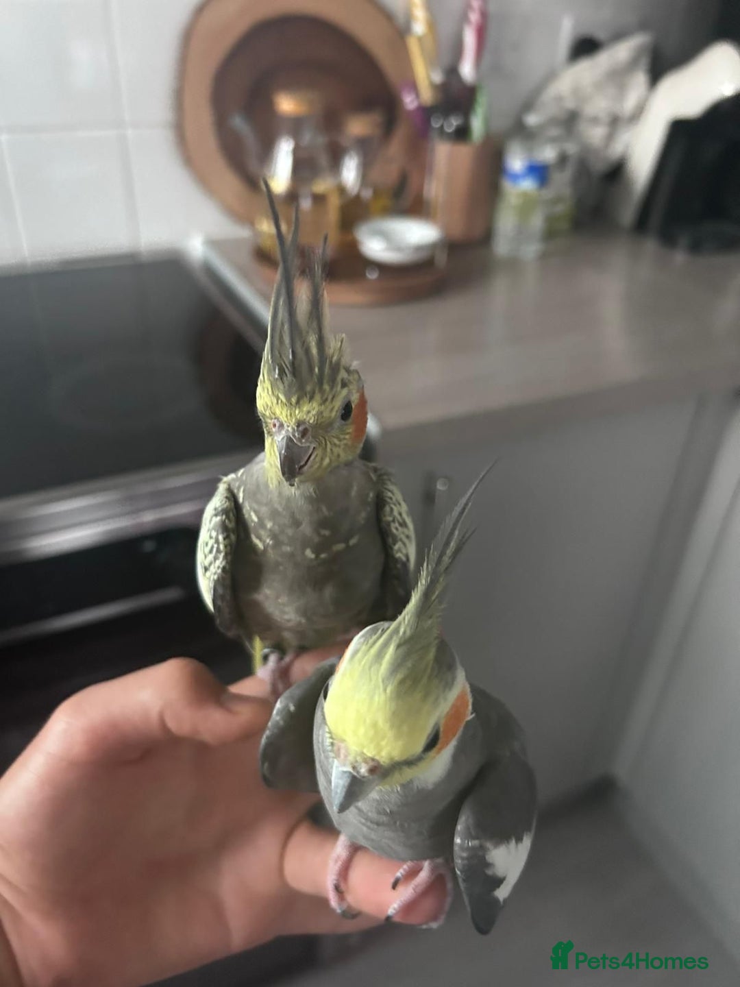 Cockatiels birds for sale: Pair cocktails  - Image 2