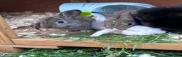 Mini Lop rabbits for sale: 🐰 Pure Bred Mini Lop Bunnies 🐰 - Advert 6