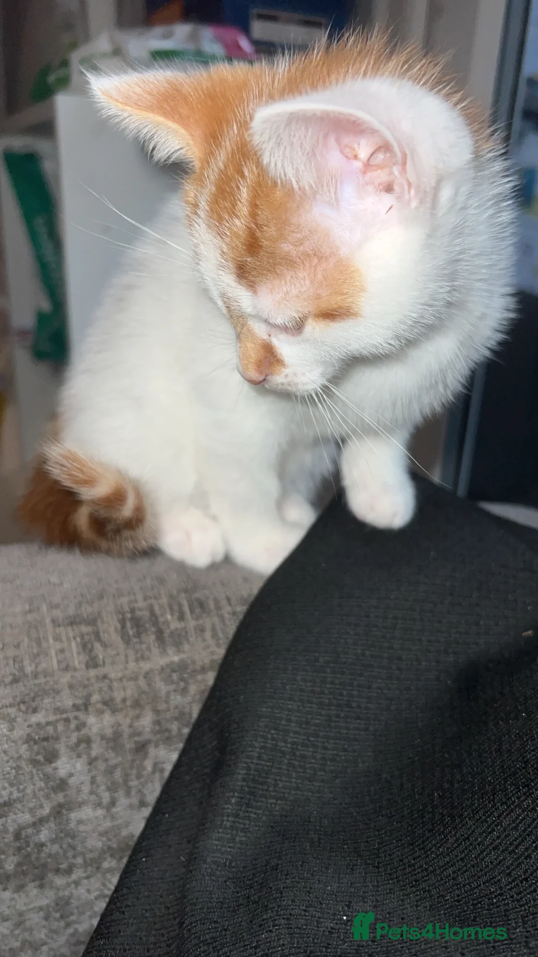 Mixed Breed cats for sale: male kittens - Advert 10