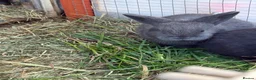 Mini Lop rabbits for sale: Mini Lop Babies - pure bred  - Advert 6