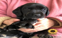 Mixed Breed dogs for sale: Outstanding sprollies pups for sale  - Image 21