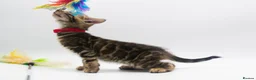 Bengal cats for sale: Beautiful Brown Bengal Boys - TICA Registered - Advert 3