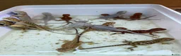 Bearded Dragon reptiles for sale: Hypo Zero Bearded Dragons 🤍 - Advert 2