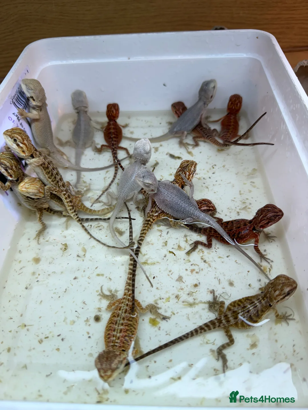 Bearded Dragon reptiles for sale: Hypo Zero Bearded Dragons 🤍 - Advert 2
