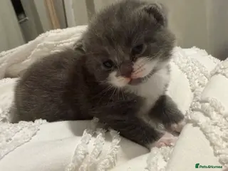 Mixed Breed cats Three mix British short hair / American short hair - Advert 1