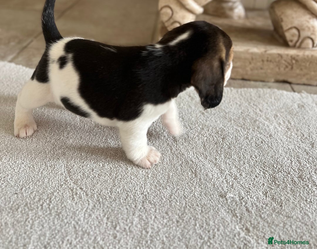 Beagle dogs for sale: Davicard/duffosee beagles - Image 20