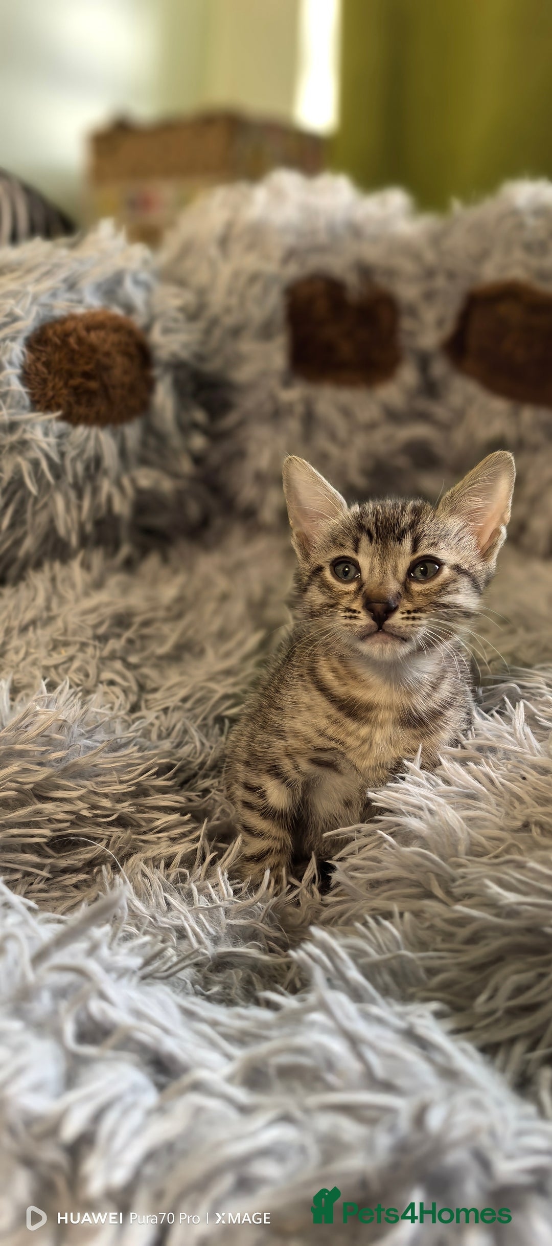 Bengal cats for sale: Silver Bengal kitten for sale  - Advert 30